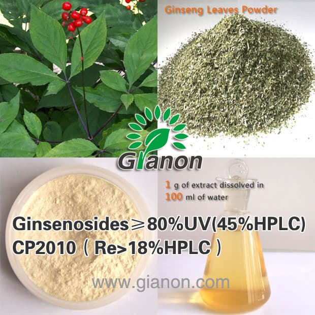 Panax Ginseng Leaf Extract Saponins - 80-UV